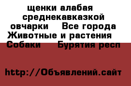 щенки алабая ( среднекавказкой овчарки) - Все города Животные и растения » Собаки   . Бурятия респ.